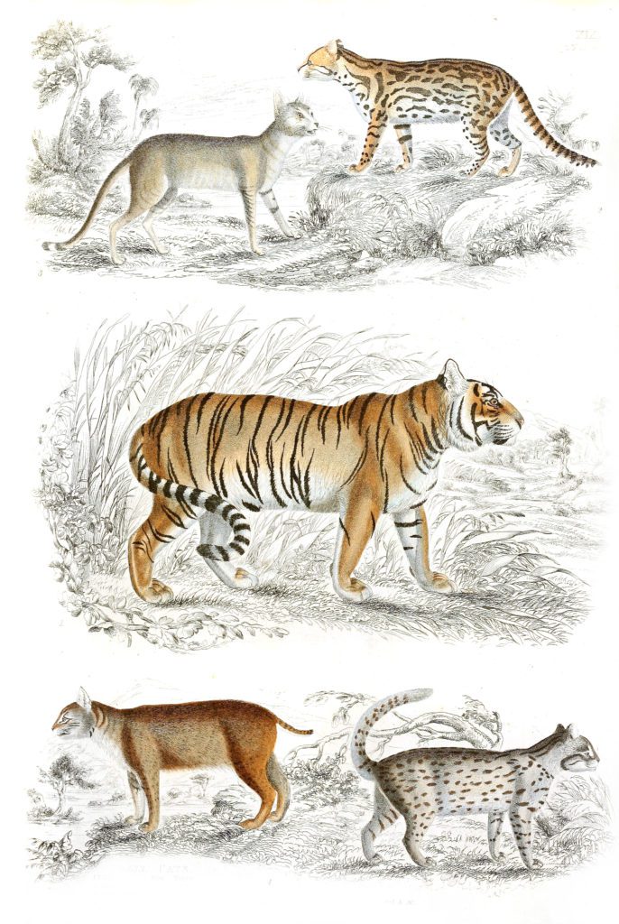 Tiger illustrations By Georges Cuvier 1839