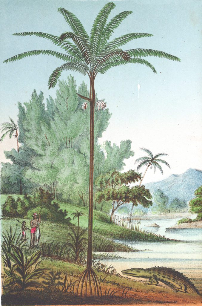 Triaslea palm