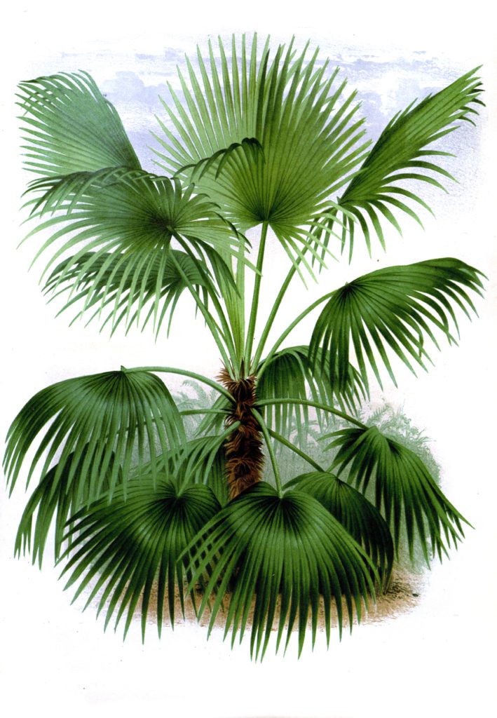 Trithrinax Brasiliensis Palm