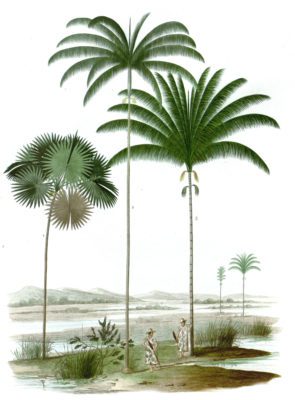 Trithrinax palms 2