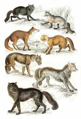 Various spicies of Wolves and Foxes illustrations By Georges Cuvier 1839