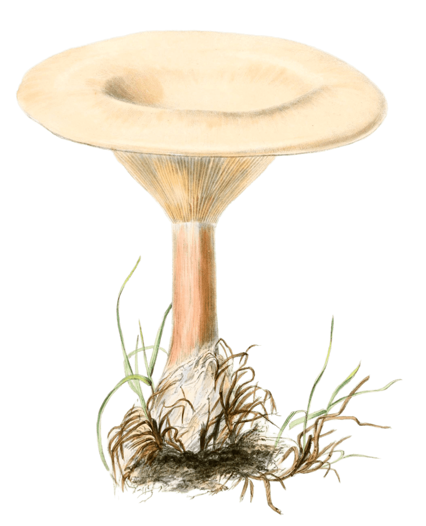 agaricus pileolarius