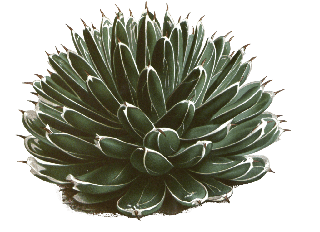 agave victoriae reginae