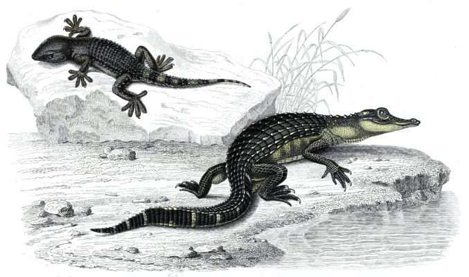 alligator and lizard illustration by Charles d Orbigny