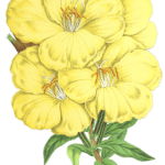 anotheca flower flower illustrations