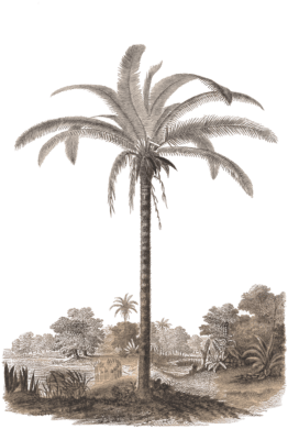 astiocaiyum palm