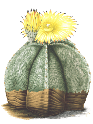 astrophylum cactus