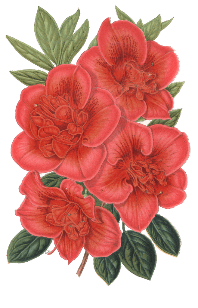 azalea indica francois devos flower illustrations