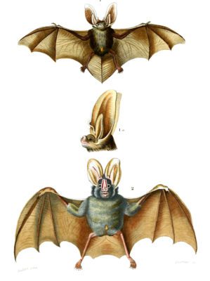 bat 2 illustration by Charles d Orbigny