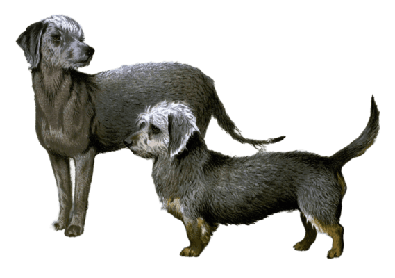 bedlington terrier and dandie dinmont terrier illustration by Vero Shaw