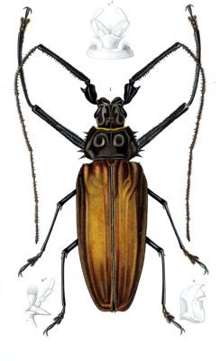 beetle 1 illustration by Charles d Orbigny