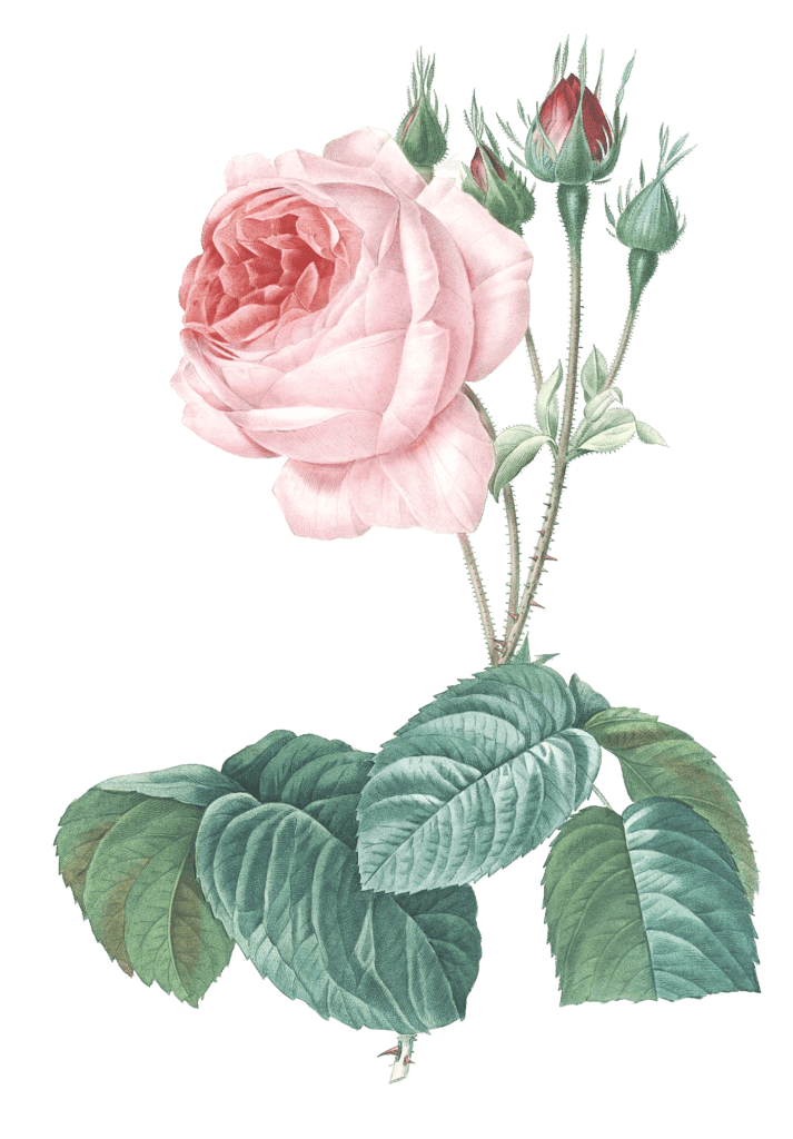 big rose flower vintage illustration