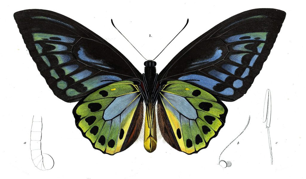 butterfly 2 illustration by Charles d Orbigny