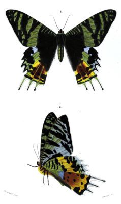 butterfly illustration by Charles d Orbigny