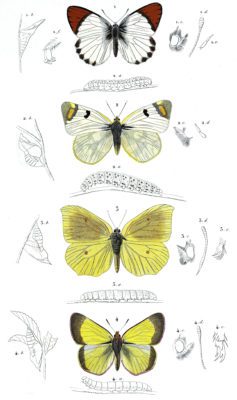 butterfly various 3 illustration by Charles d Orbigny