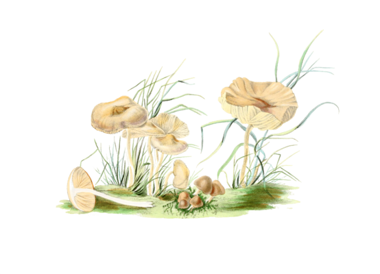 champignons