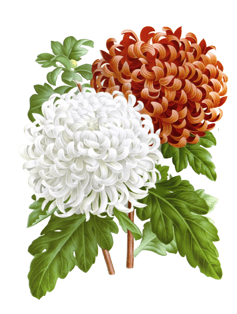 chrysanthemes dautomne flower illustrations