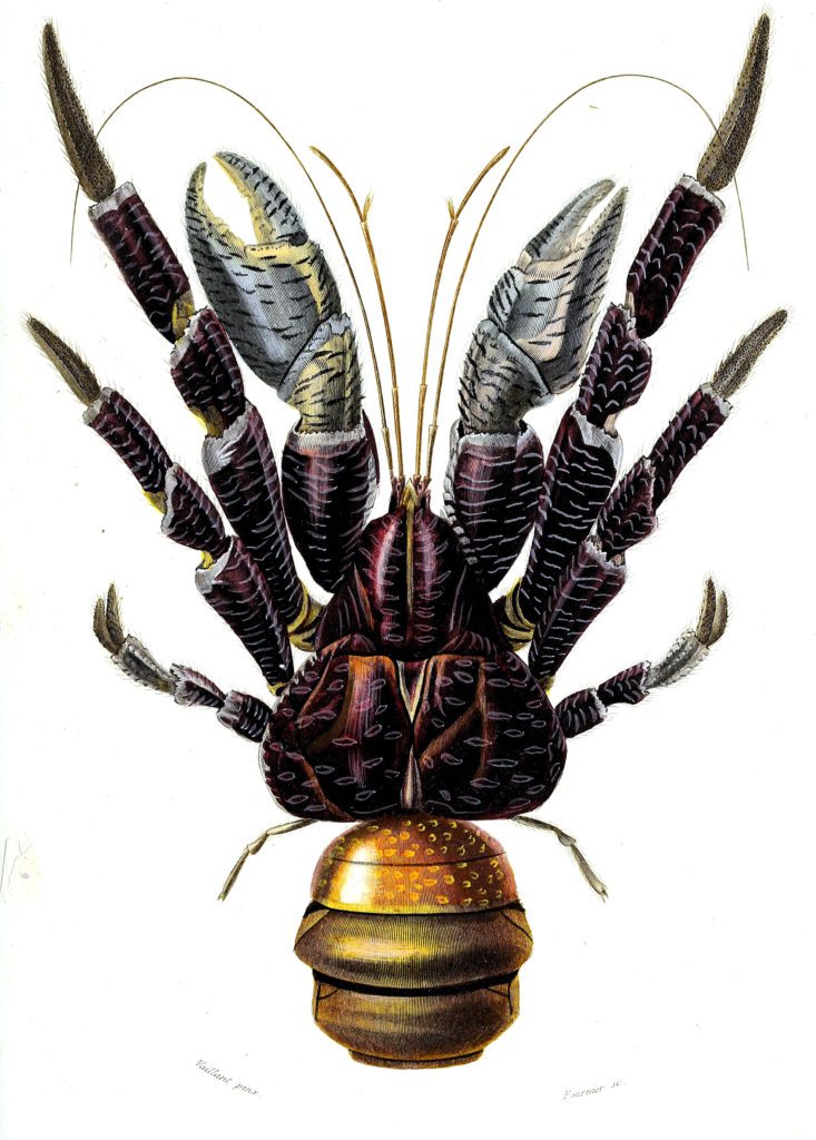 coconut crab illustration by Charles d Orbigny