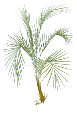 cocos weddeliana palm