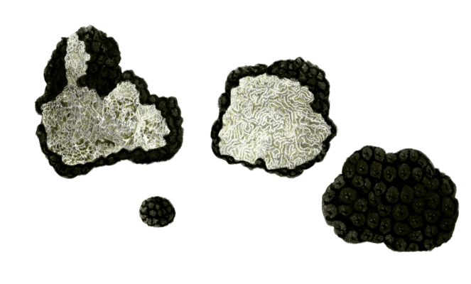 common truffle