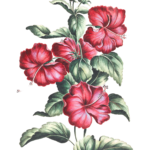 crimson hibiscus flower vintage illustration