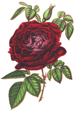 dark red rose flower illustrations