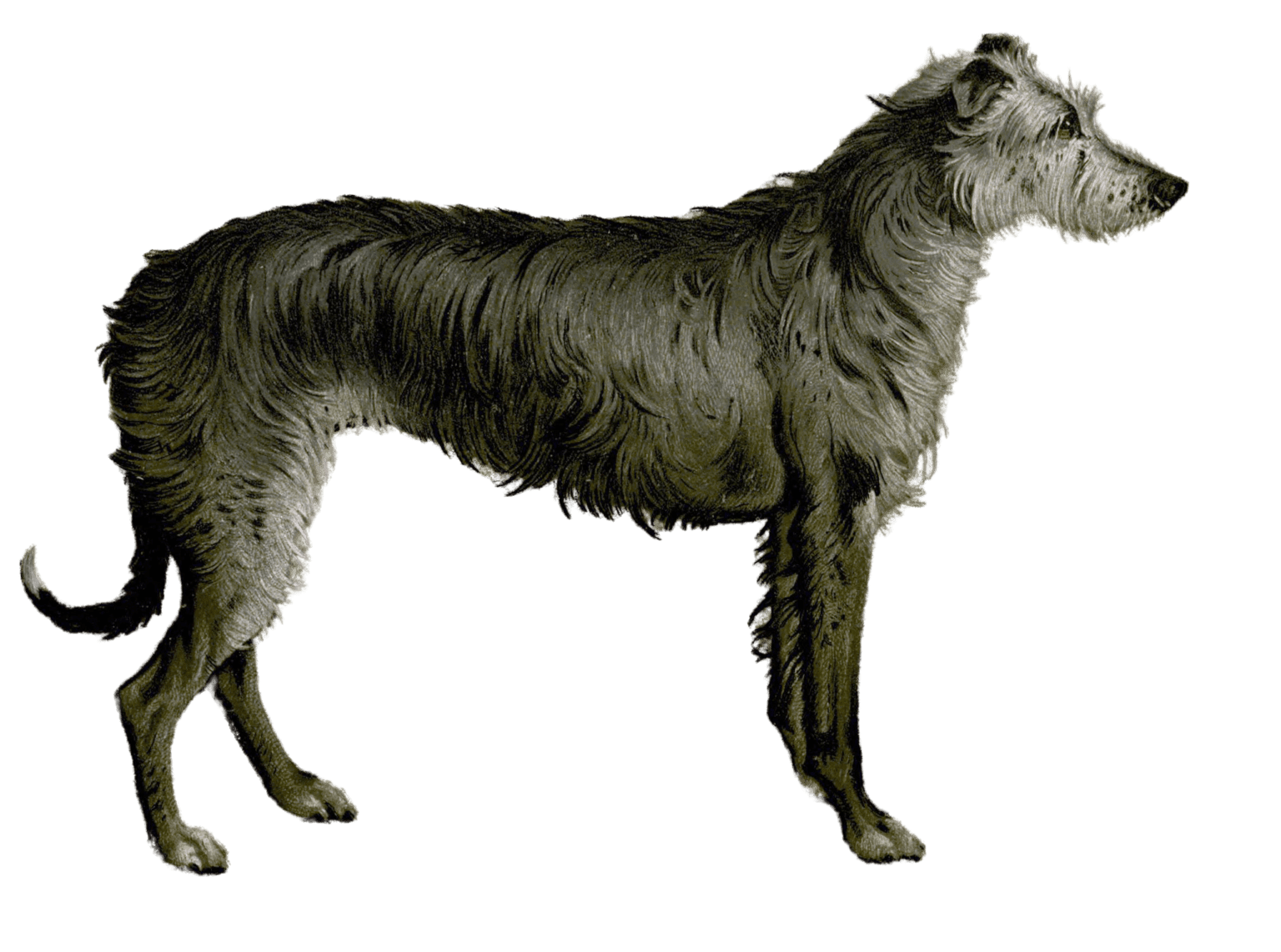 deerhound-dog-illustration-by-Vero-Shaw-