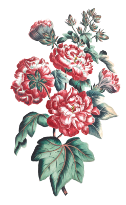 double mutable hibiscus flower vintage illustration