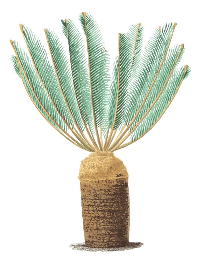 encephalartos cycadifolius