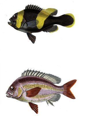 fish various1 illustration by Charles d Orbigny