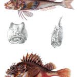 fish various3 illustration by Charles d Orbigny