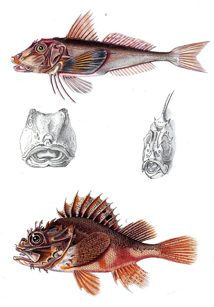 fish various3 illustration by Charles d Orbigny