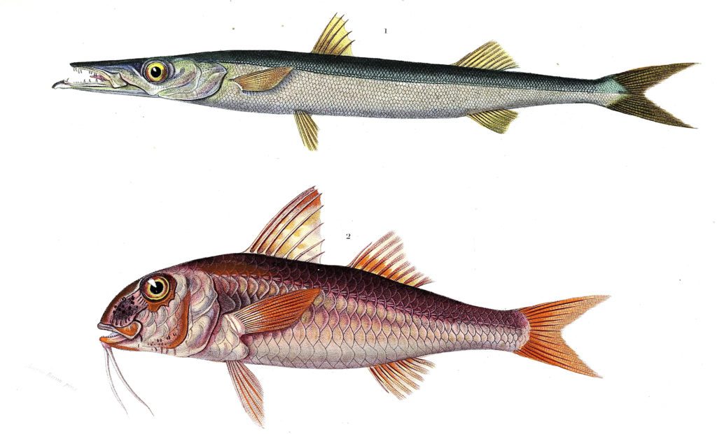 fish various4 illustration by Charles d Orbigny