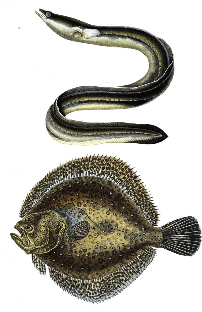 flounder and eel illustration by Charles d Orbigny