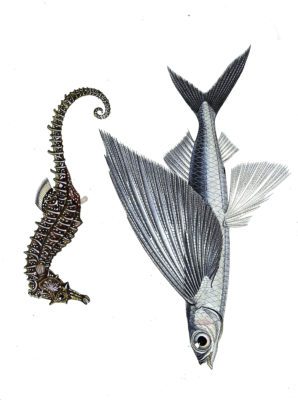 flying fish and seahorse illustration by Charles d Orbigny