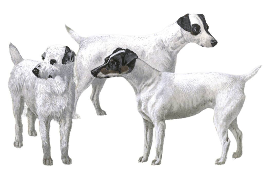 fox terrier dogs illustration by Vero Shaw