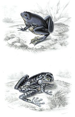 frog illustration by Charles d Orbigny