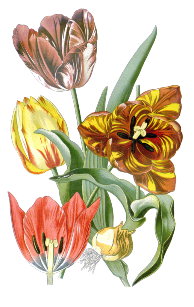 garden tulip