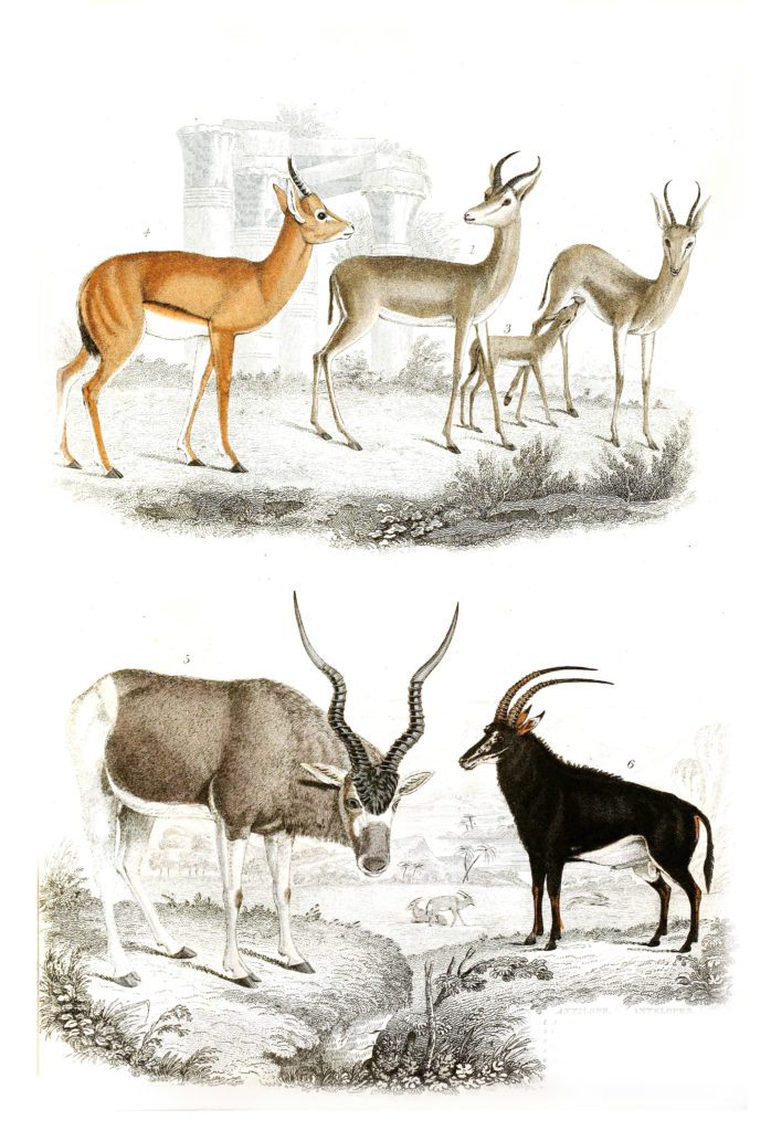 gazelle illustrations By Georges Cuvier 1839