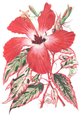 hibiscus flower illustrations