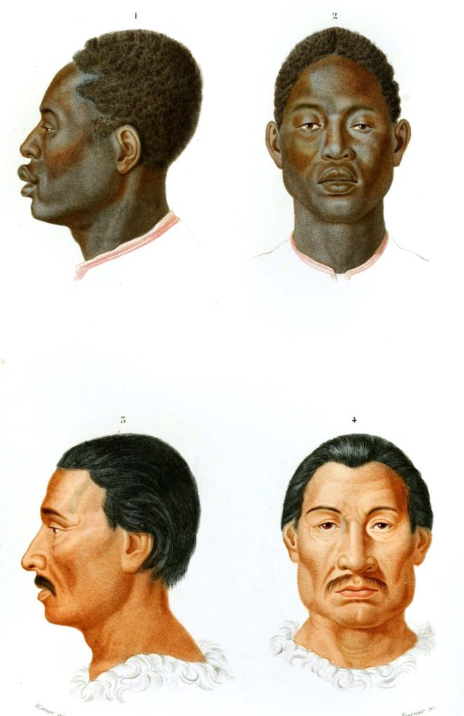 human faces 2 illustration by Charles d Orbigny
