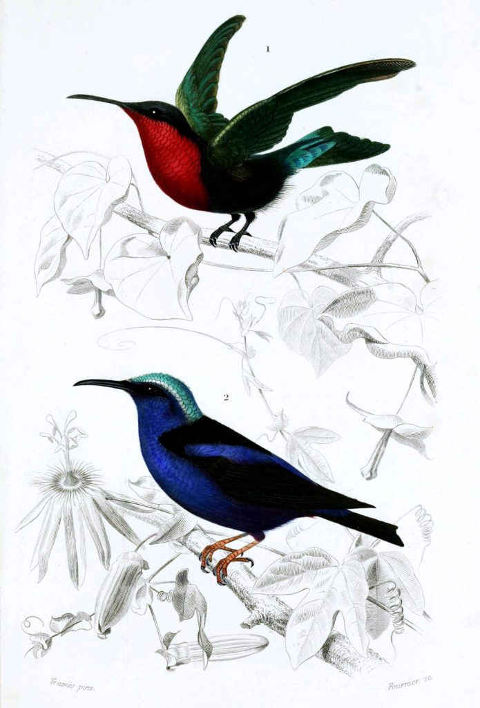 hummingbird illustration by Charles d Orbigny