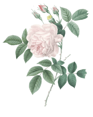 indica rose flower vintage illustration