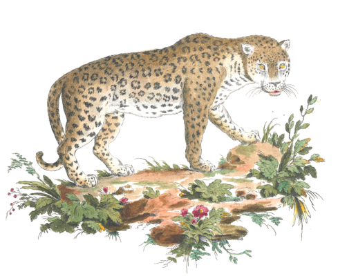 jaguar 2 Vintage Illustration from 1775