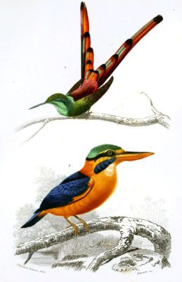 kingfisher illustration by Charles d Orbigny