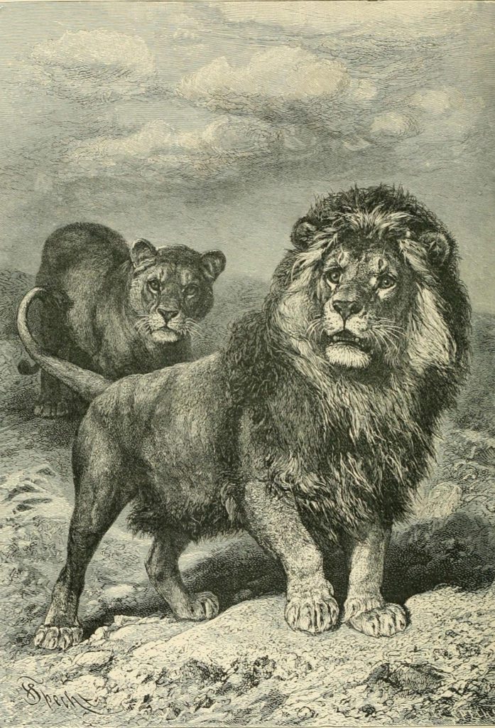 lion illustration By Richard Lydekker