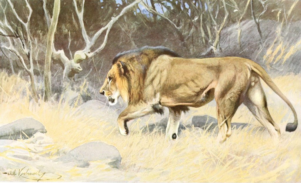 lion walking illustration by Alfred Edmund Brehm
