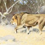 lion walking illustration by Alfred Edmund Brehm