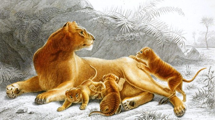 lion2 illustration by Charles d Orbigny