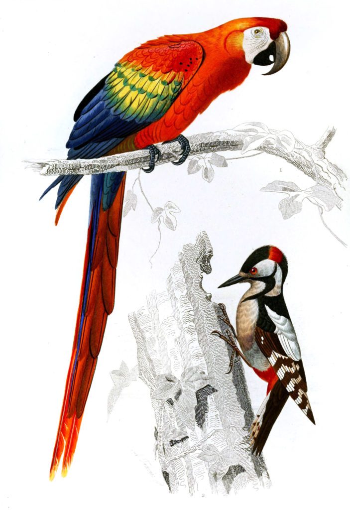 macaw and woodpecker illustration by Charles d Orbigny